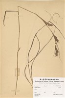 藏品(水蔗草)的圖片